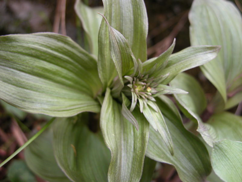 Supramonte di Oliena : Epipactis cfr. helleborine